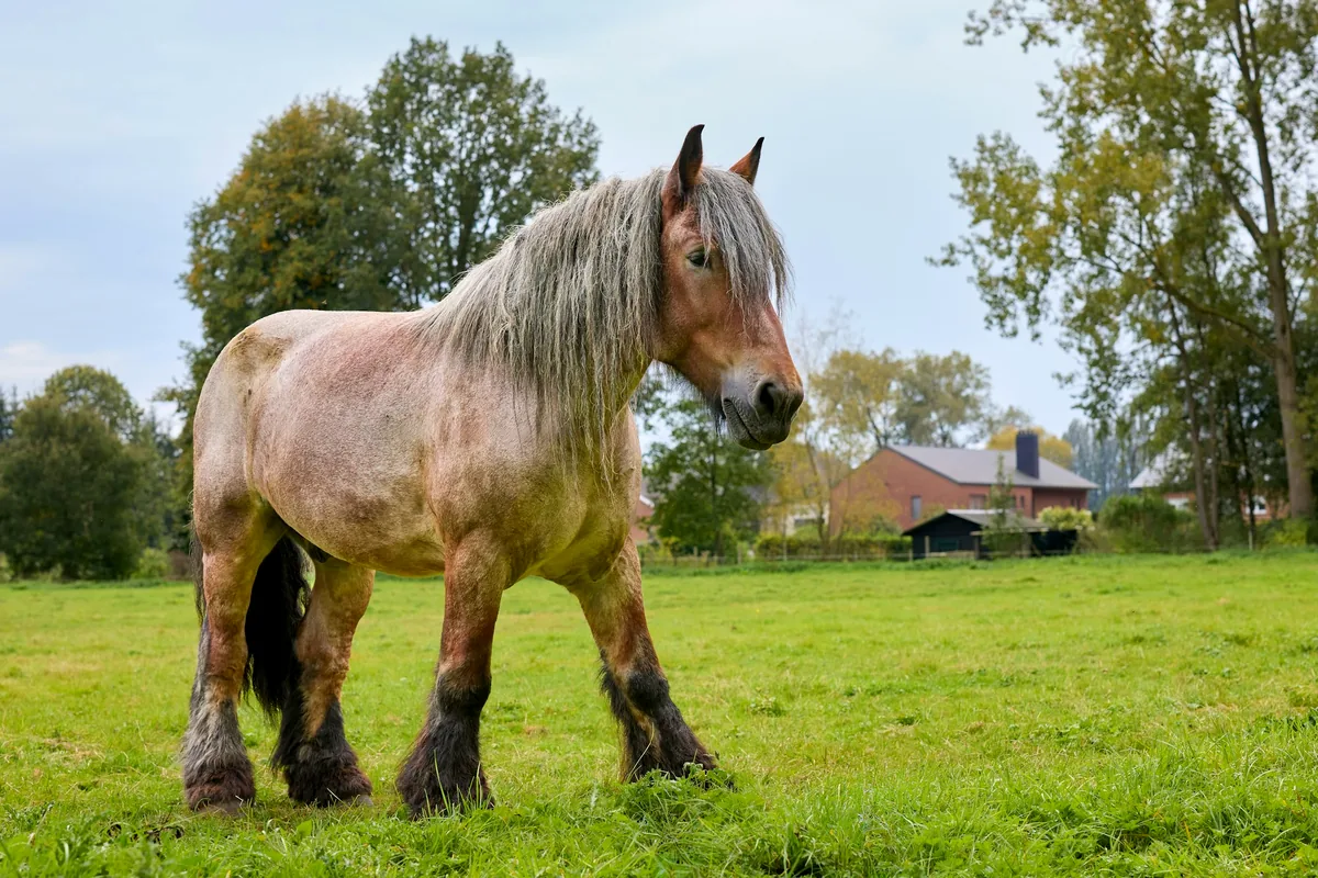 A heavy Belgian draft horse with a pale mane standing in a green field