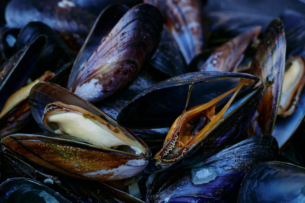 A close view of cooked mussels open in their dark blue shells