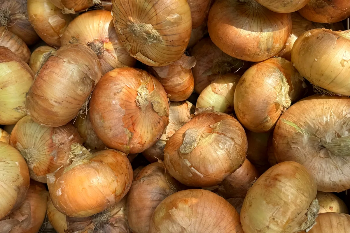A heap of brown-skinned onions