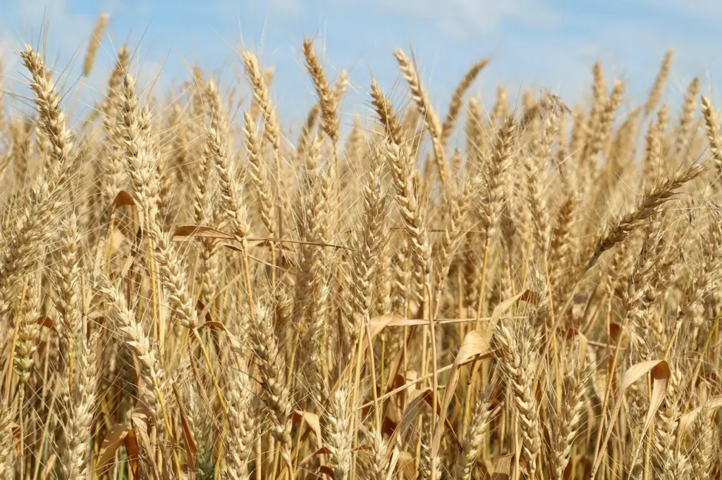 Ears of ripe golden barley standing in a field