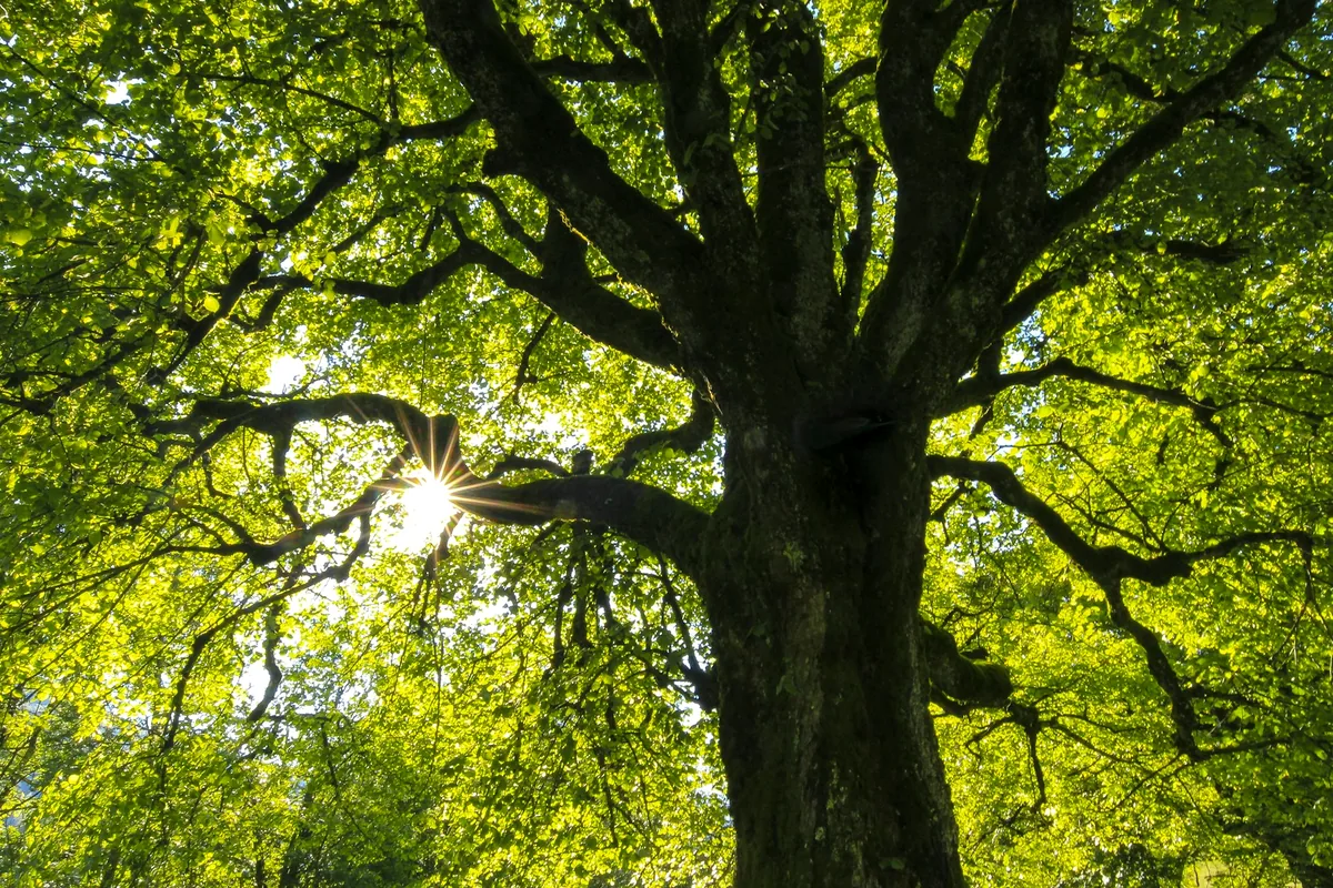A large broad-canopied tree in full leaf lit from behind