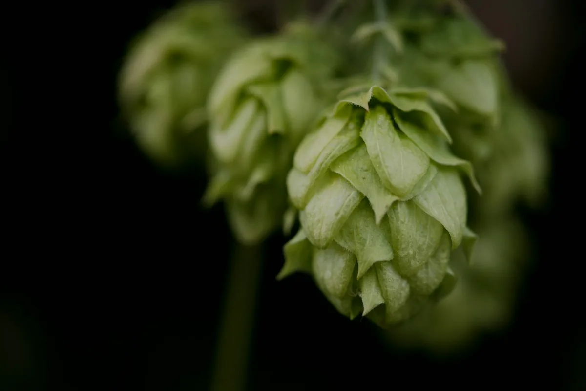 One green hop cone in close focus against dark foliage