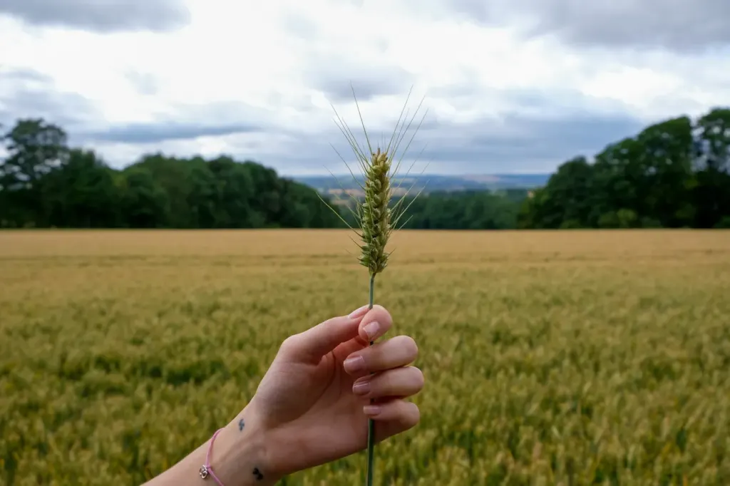 A hand holding a single ear of barley against a ripening field