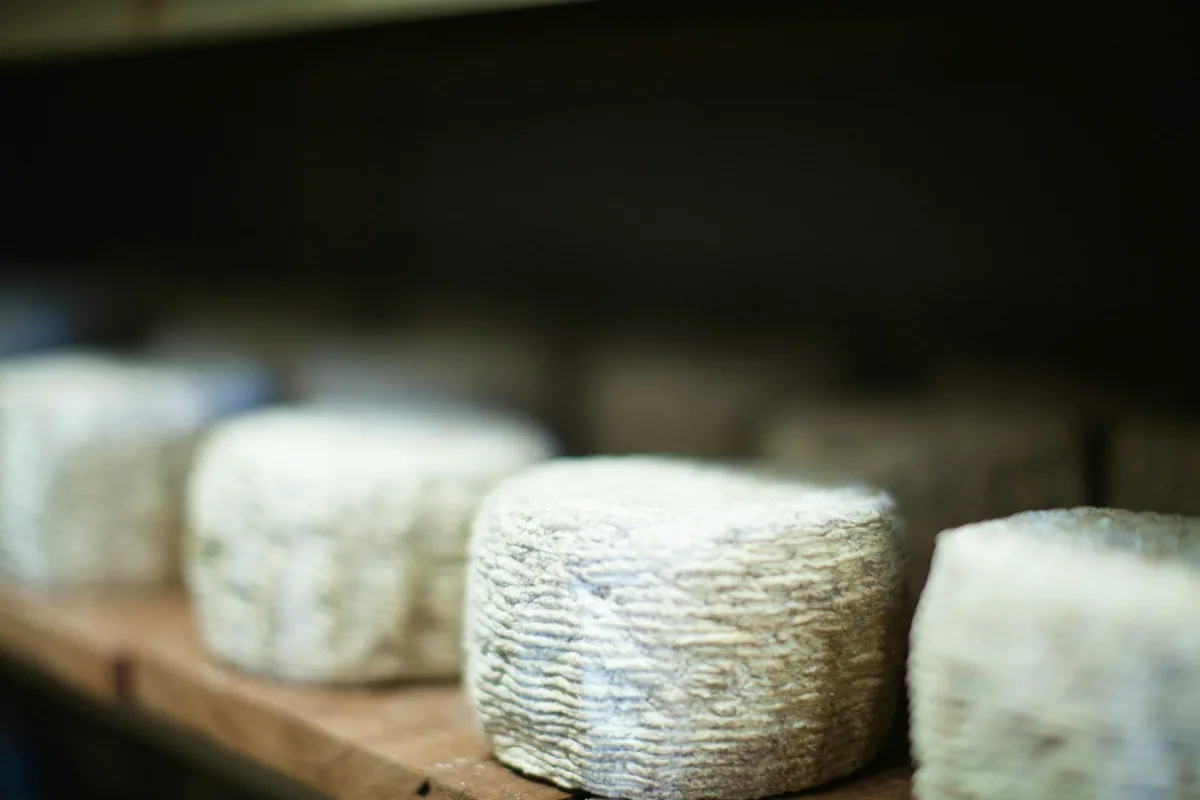 A row of small rinded cheeses maturing on a wooden shelf