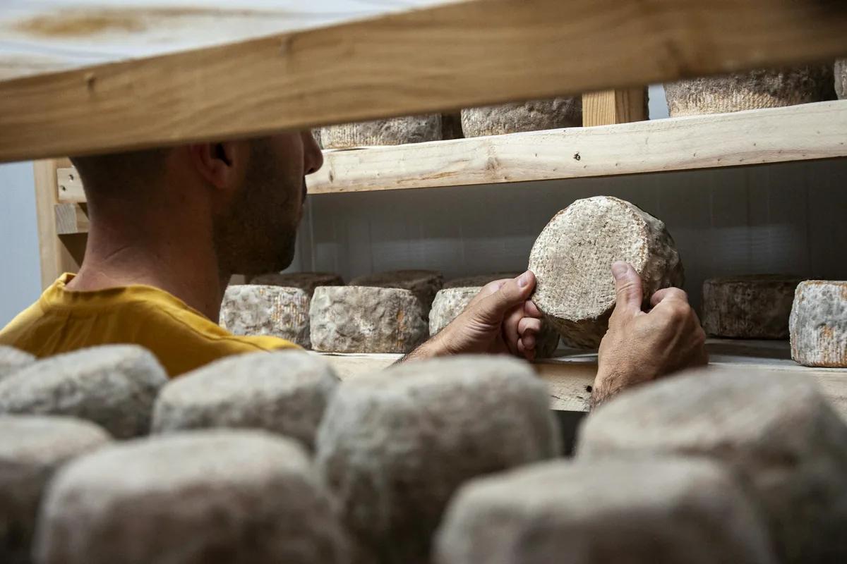 A cheesemaker handling wheels of cheese on a shelf in a production room