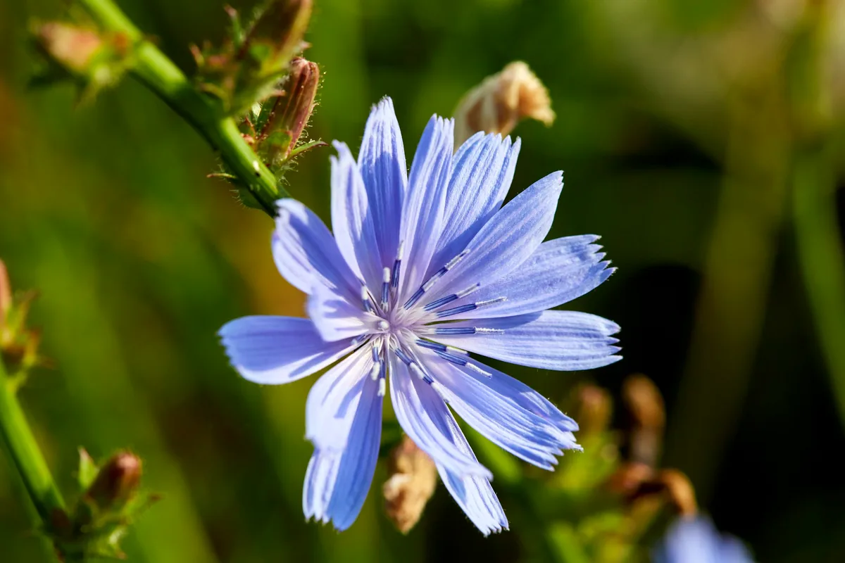 A pale blue chicory flower open against green foliage