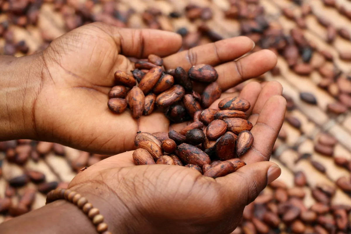 Two cupped hands holding dried cocoa beans above a drying bed