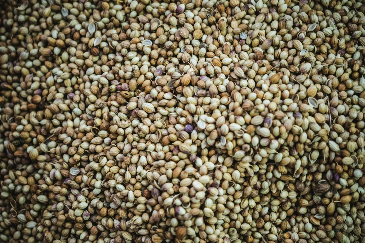 A close-up of dried coriander seeds