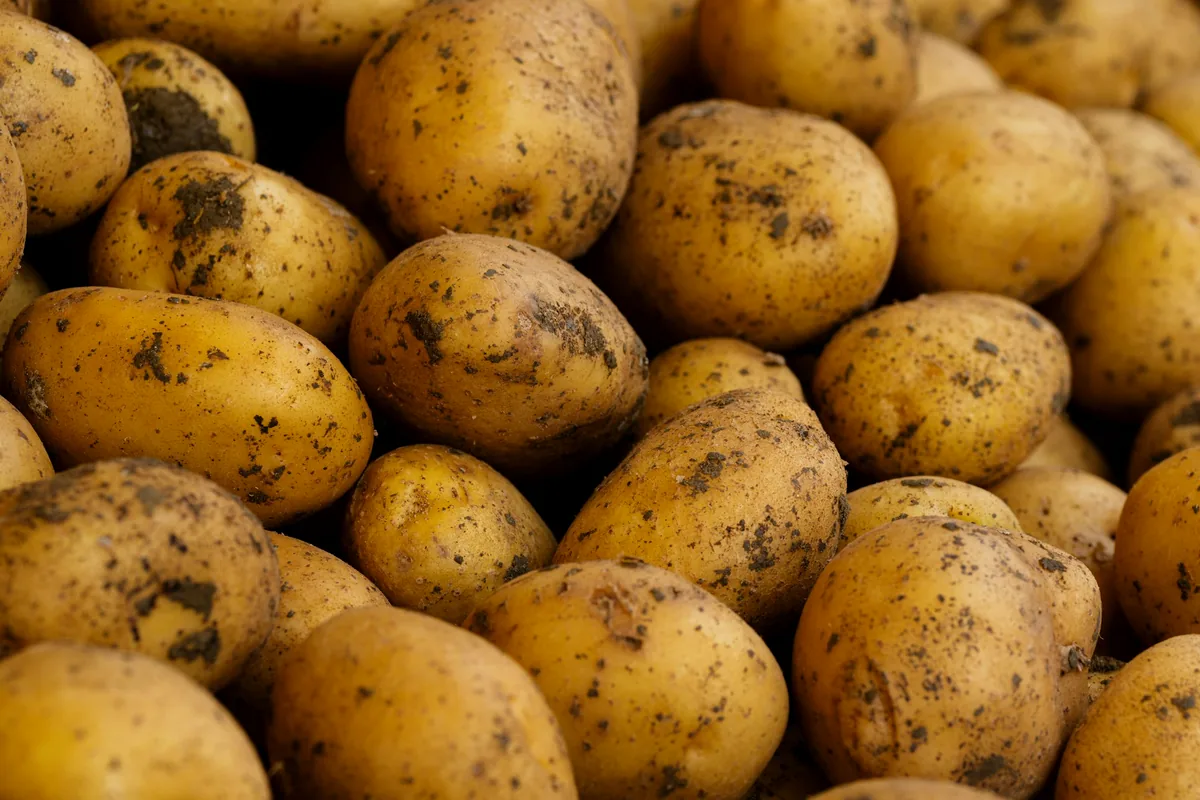 A pile of unwashed floury potatoes at a market stall