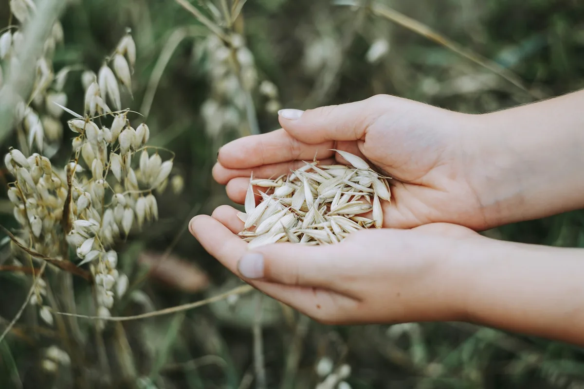 Two cupped hands holding pale cereal grain