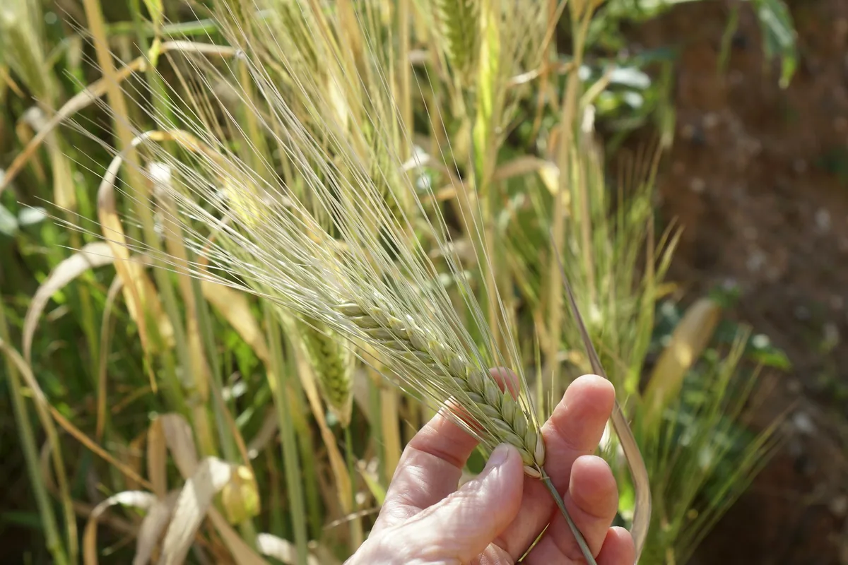 A hand among the stalks of a standing cereal crop