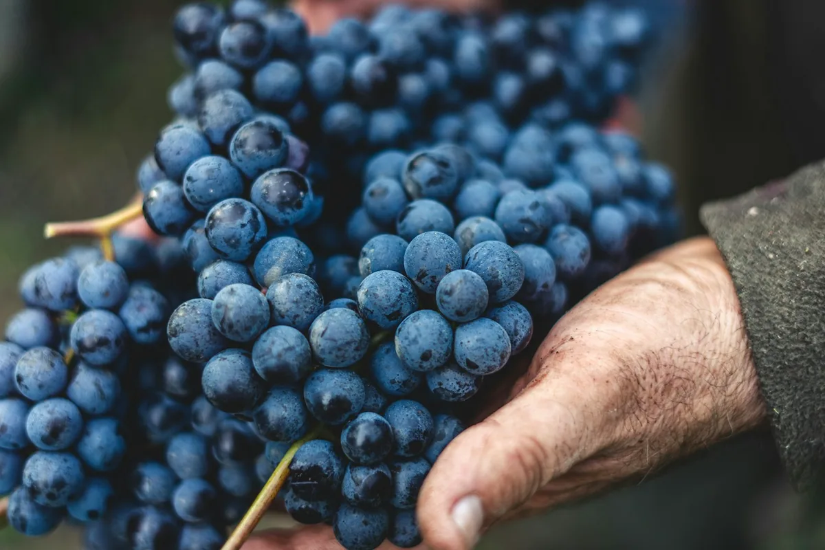A hand holding a bunch of dark grapes during harvest