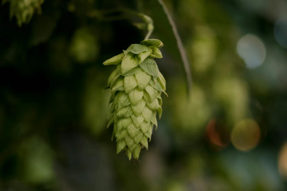 A single green hop cone hanging on the vine