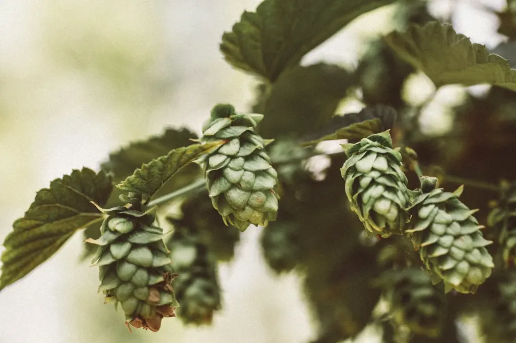 Green hop cones hanging in clusters on a growing bine