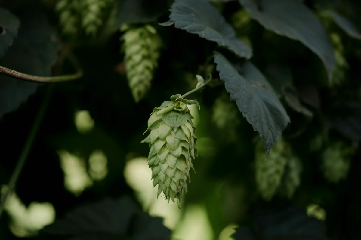 Hop cones and leaves growing in low shaded light