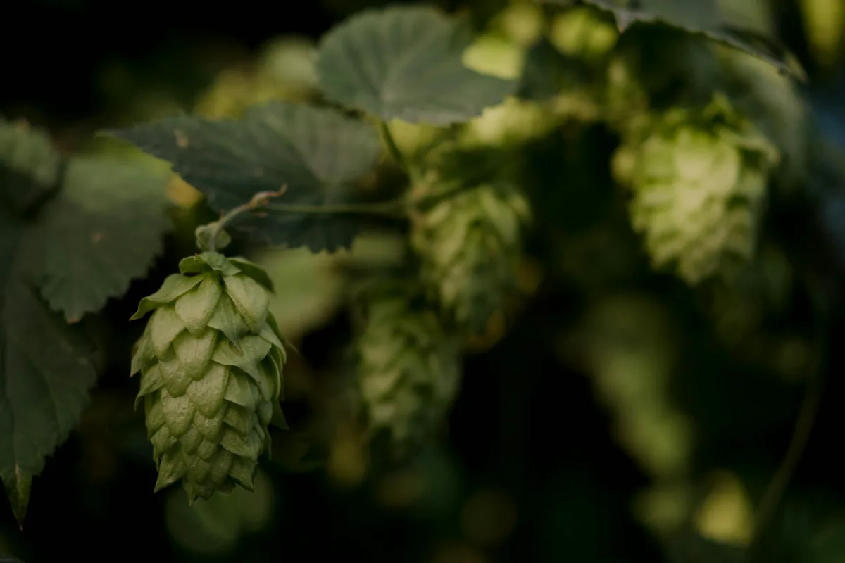 Hop cones and leaves on the vine in daylight