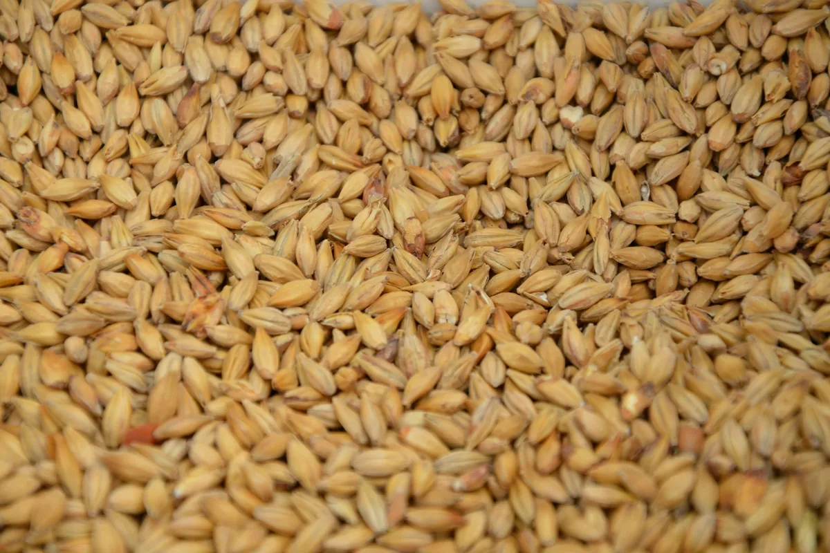 A close-up of pale malted barley grains