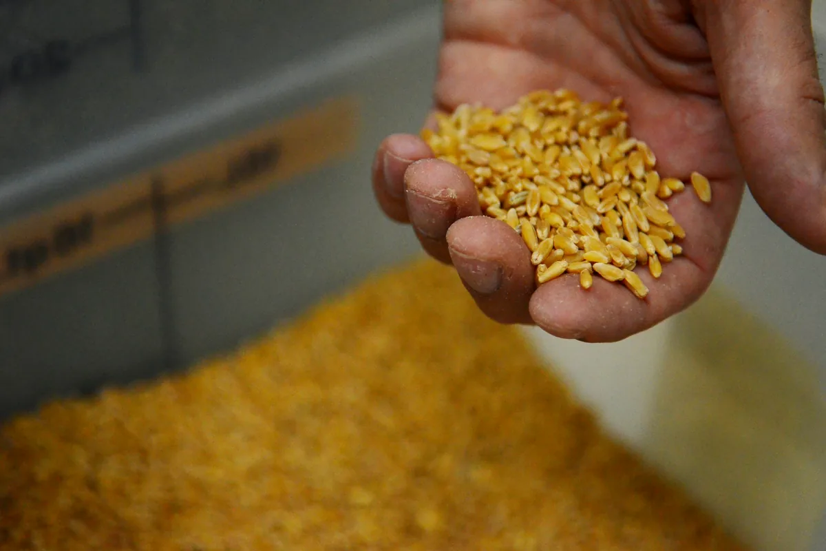 A handful of pale malted grain held above a heap of it