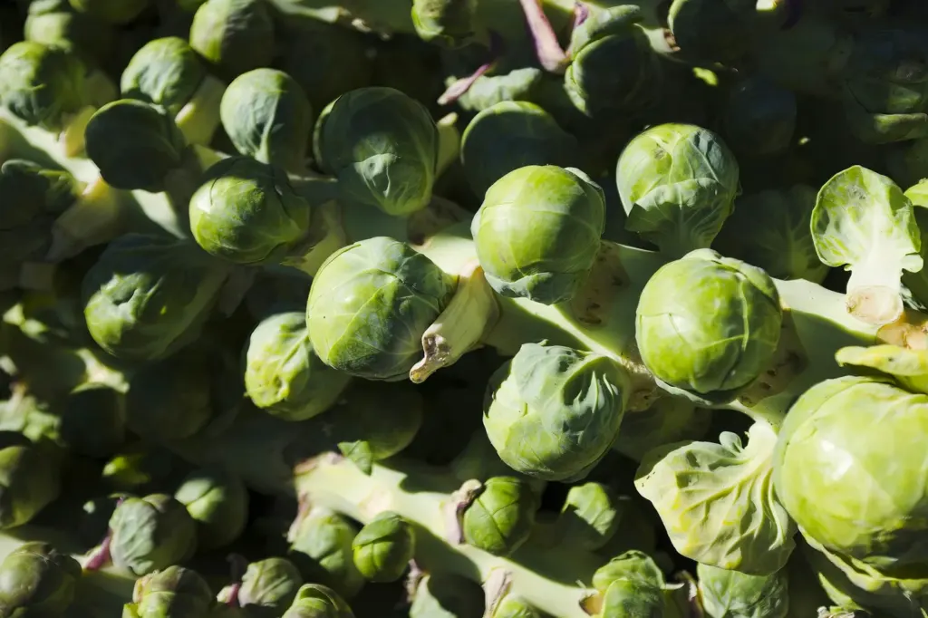 Brussels sprouts growing tightly packed along a thick green stalk