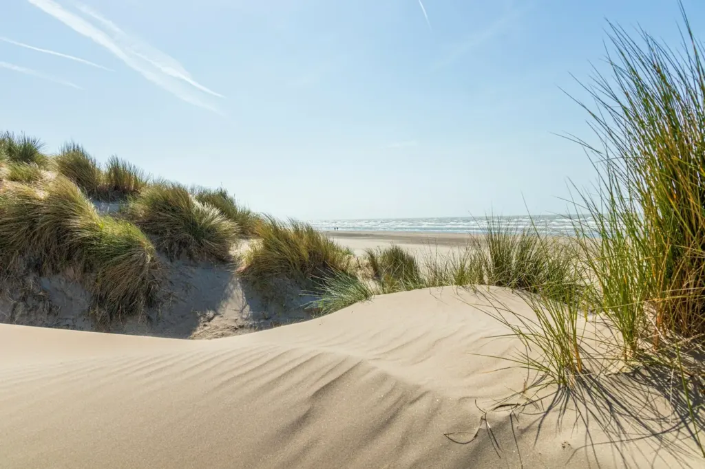Marram grass on sand dunes above a wide flat beach at Oostduinkerke