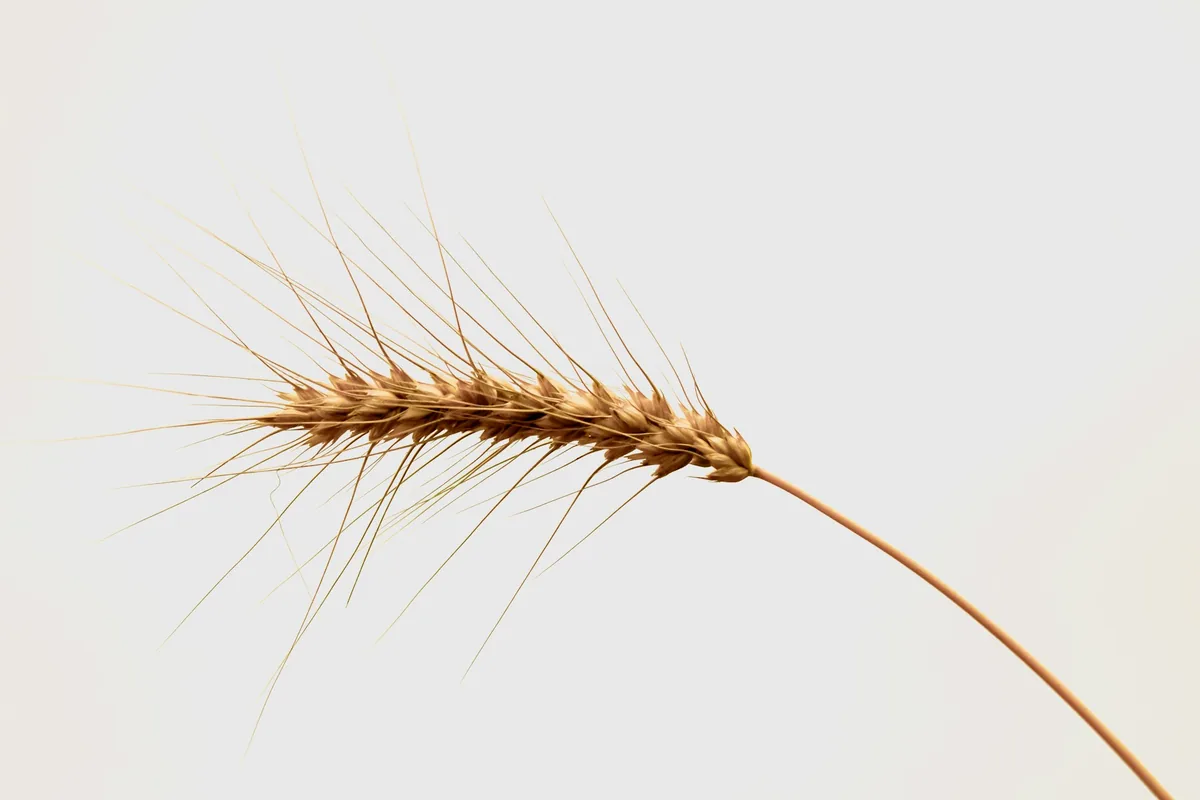 A single ear of wheat against a white background