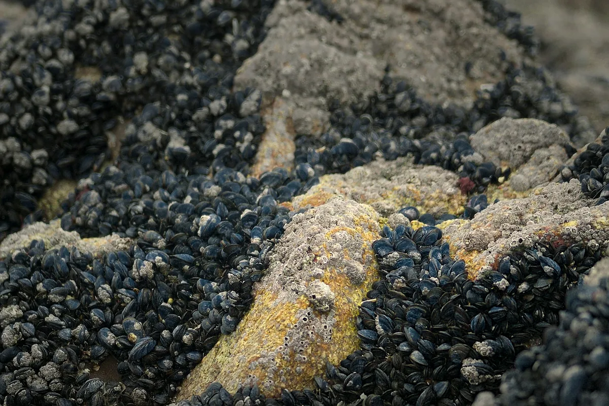 Dark blue mussels clustered densely on coastal rock